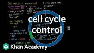 Cell cycle control | Cells | MCAT | Khan Academy