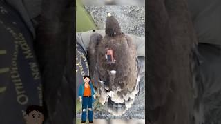 Reality behind dead eagle with 20 years old GPS tracker #shorts #facts #animals