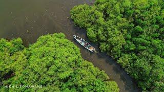 चला जाऊया कांदळवनाच्या दुनियेत| "कांदळवन देवराई" Story of "Sacred Mangrove Forest"