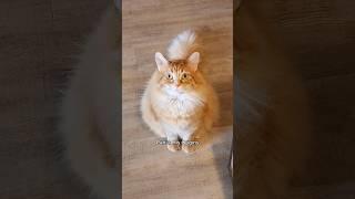 The more you know  #animals #cat #cute #funny #pets #cutecat #funnypets