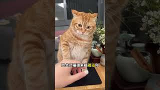 打猫=结仇？3招科学训猫法㊙️ #新手养猫﻿ ﻿#养猫经验分享﻿ ﻿#科学养猫﻿ ﻿#猫咪行为学﻿ ﻿#科学训猫﻿ ﻿#养猫必看﻿ ﻿#猫咪训练﻿ ﻿#养猫知识﻿ ﻿#养猫攻略 #貓咪 #萌寵
