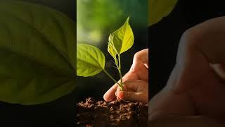 tree plantation#aforestation#environment#ecosystem#pollution