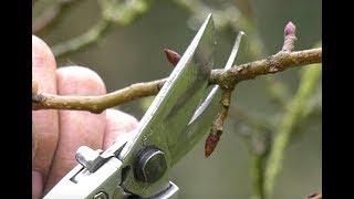 TOUT POUR BIEN COMPRENDRE LA TAILLE DES ARBRES FRUITIERS