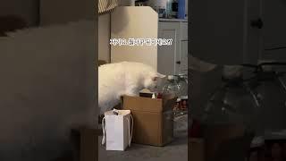 니꺼 아닌데;;; #고양이 #cat #고양이일상 #크림냥 #cute #짐검사#미미