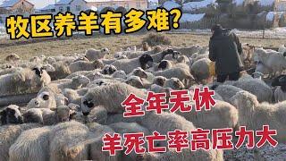 牧民养羊有多难？全年无休起早贪黑喂羊，羊生病死亡率高压力大【边境阿莉娅】