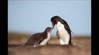 Wildlife Photography- BTS Photographing Rockhopper Penguins in the Falkland Islands