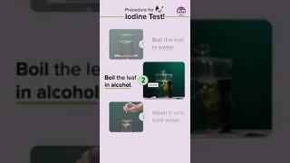 photosynthesis | iodine test| credit:- https://youtube.com/shorts/ac59kpNM8dQ?feature=share