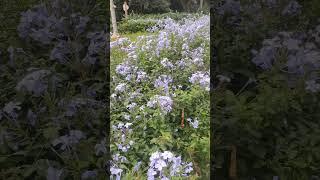 Fence around the garden with beutiful white flowers ️#flowers #garden #lalbagh #trending