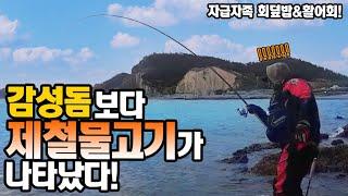 겨울숭어 지금이 제철이네요.숭어 회덮밥 개꿀! [캠낚세끼] / 추자도 낚시n캠핑 / caravan / camping car / Fishing / 캠핑카