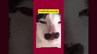 Wow Freddie Meowcury