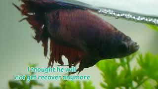 Betta Swim Bladder Disease :(