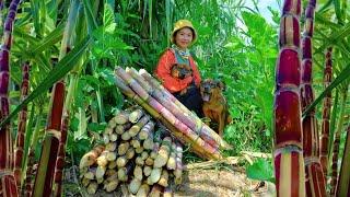 Harvesting Sugarcane Farm Goes To Market Sell - Cooking, Gardening, Daily Life | Tieu Lien