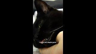 This Cat Is Diagnosed With Breast Cancer and Has Mastectomy For The Second Time  Bondi Vet #shorts