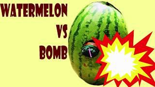 Fire Cracker Experiment Watermelon Vs Bomb