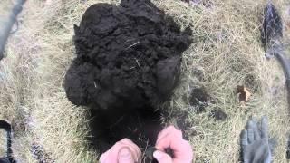 Detecting 2nd Indian Head of 2015 AT pro