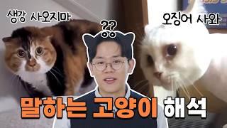 생강은 사오지 말고 오징어는 사오라는 고양이ㅣ밈야옹철의 짤밈분석