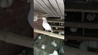 king stile pigeon #sweet #pigeon #pets #white #sweet