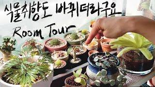 [RoomTour]씨앗이 혼자 튕겨나가버리는 식물 / 20년 식물을 키우다 아프리카 식물까지 좋아하게 됐어요 / 특이한 꽃을 보고 싶으면 보세요