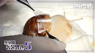 [쪼동5] 내원 환자 : 아프리카 왕 달팽이 초코님 | Animal Hospital for Tiny Animals S5 E2 : African Giant Snail ‘Choco’