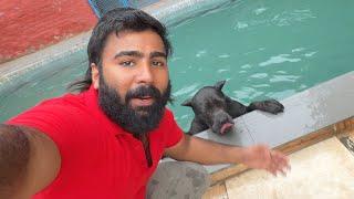 Panther swimming kar raha