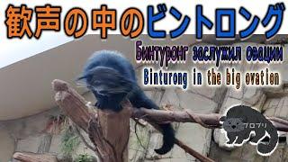 【１駅分の癒し】歓声の中のビントロング　Бинтуронг заслужил овации  Binturong in the ovation