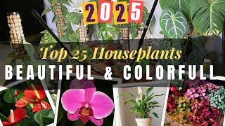 25 Beautiful and Colorful Houseplants to Brighten Your Home