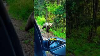 Feeding Bear Gone Horribly Wrong (@animalworld) #shorts