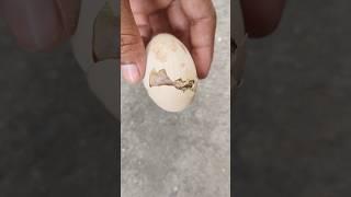 I failed to save Stuck chick This time#shorts#chicks