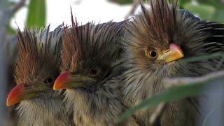 A Guira Cuckoo trio (Guira guira)