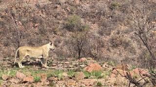 Lions at Marakele National Park in South Africa