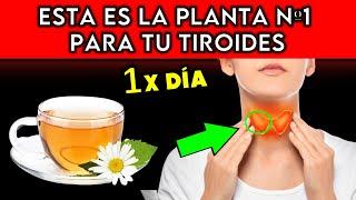 PLANTA #1 que MEJORA tu TIROIDES (COMO TOMARLA)