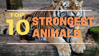 Top 10 Strongest Animals In The World (Top 10 Everything)