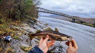 Lure fishing for Pollack | Ballachulish Bridge - Scottish Highlands