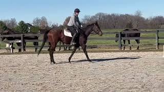 Adoptable Horses from SecondStride.org Maestro November 2024 w/t