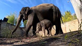 Adorable baby elephant Tula-Tu goes outside for first time at Oregon Zoo