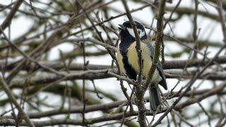 Great Tit Calls