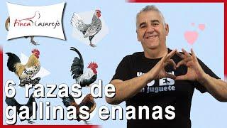 6 razas de GALLINAS ENANAS 