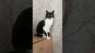 как говорила моя бабушка..#мурка#котик#юмор#шортс#2025 .
