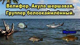 РР3. Велифер.  Группер белоокаймленный. Акула шершавая.  Павлиний группер - мутант.