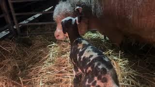 Tough conditions for lambing at Cannon Hall Farm