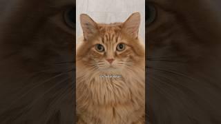 The blink is the proof  #cat #cuteanimal #animals #catlover #cutecat #cute #pet