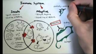 Immunology Overview