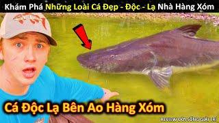 Khám Phá Những Loài Cá Đẹp - Độc - Lạ Từ Ao Nhà Hàng Xóm || Review Giải Trí Đời Sống