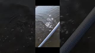 огромный сазан рвёт сеть паук не выдерживает #рыбалка #fishing