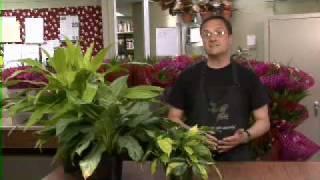Three Plants for Clean Air  - MSU Extension Service