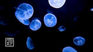 Moon Jellyfish & Healing Music 10 HRS. Floating and Relaxing as BGM, change of your mind & body.