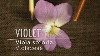 Violet Flower Love! Dainty Potent Food Wild Underfoot (Video Lesson)