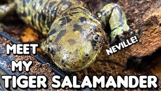 Meet My Tiger Salamander!