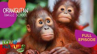 Back to School for Orangutans! | Orangutan Jungle School 301