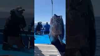  Giant Bluefin on Spin and Dinosaur Sturgeon! This one was EPIC! Link to full podcast in bio!